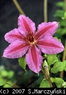 Clematis_Barbara_Dibley_K1 - Clematis