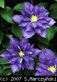 Clematis_Beauty_of_Worcester_K1 - Clematis