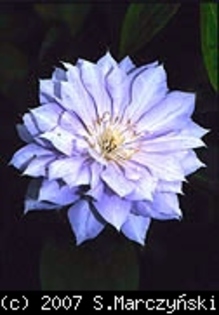 Clematis_Belle_of_Woking_K1 - Clematis