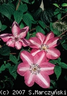 Clematis_Bieszczady_K1