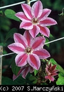 Clematis_Capitan_Thuilleaux_K1 - Clematis