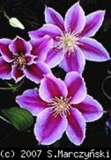 Clematis_Carnaby_K1 - Clematis