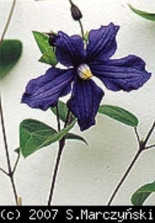 Clematis_Durandii_K1 - Clematis