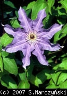 Clematis_Dzieci_Warszawy_K1 - Clematis