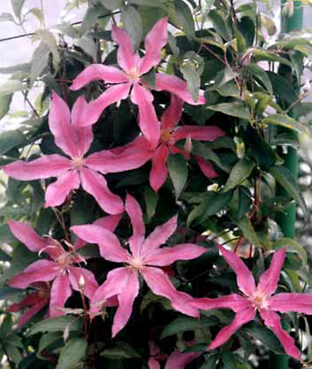 clematis_esperanto - Clematis