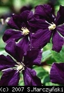 Clematis_Etoile_Violette_K1