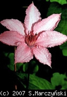 Clematis_Hagley_Hybrid_K1