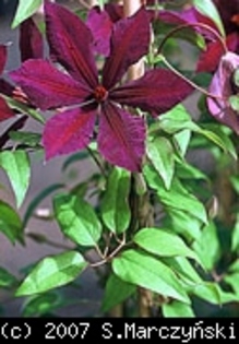 Clematis_Honora_K2