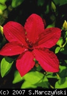 Clematis_Kardynal_Wyszynski_K1 - Clematis