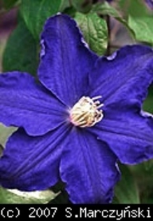 Clematis_Lasurstern_K1 - Clematis