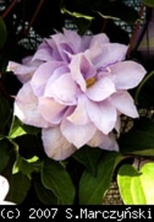Clematis_Louise_Rowe_K1 - Clematis