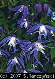 Clematis_macropetala_Blue_Bird_K1 - Clematis