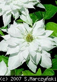 Clematis_Matka_Siedliska_K1 - Clematis