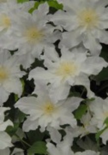 Clematis_Mercury_K1 - Clematis