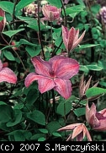 Clematis_Minister_K1 - Clematis