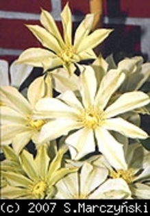 Clematis_Moonlight_K1 - Clematis