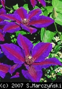 Clematis_Mrs_Thompson_K1 - Clematis