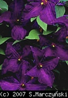 Clematis_Polish_Spirit_K1 - Clematis