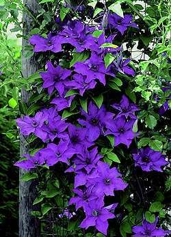 clematis_president - Clematis
