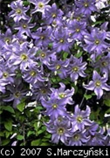 Clematis_Prince_Charles_K1