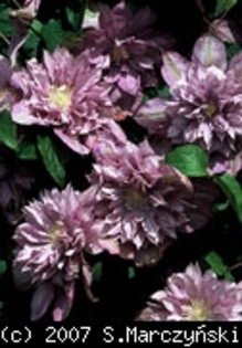 Clematis_Proteus_K1 - Clematis