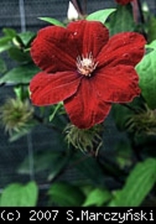 Clematis_Rouge_Cardinal_K1