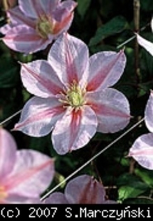 Clematis_Samantha_Denny_K1