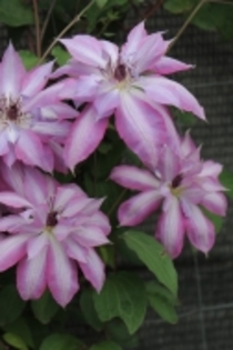 Clematis_Serafina_K1 - Clematis