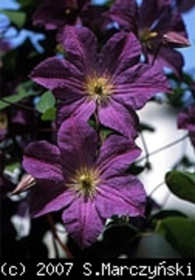 Clematis_Solina_K1 - Clematis