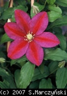 Clematis_Sunset_K1 - Clematis