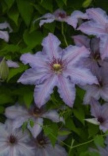 Clematis_The_First_Lady_K1 - Clematis