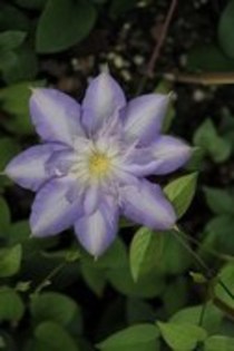 Clematis_Thyrislund_K1 - Clematis