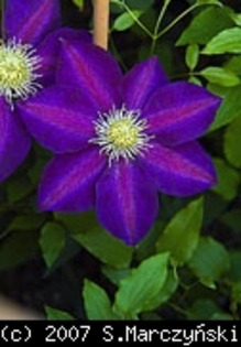 Clematis_Vagabond_K1 - Clematis