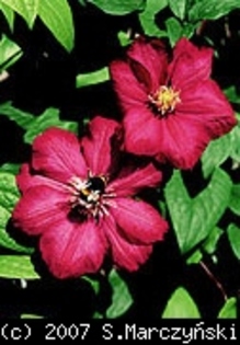 Clematis_Ville_de_Lyon_K1 - Clematis
