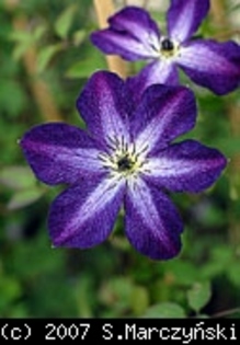 Clematis_Viticella_Night_Veil_K1 - Clematis