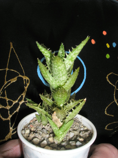 Aloe squarosa - squarosa