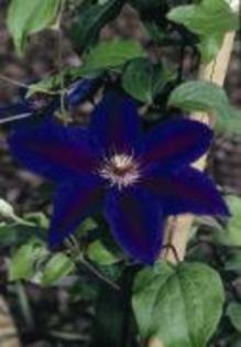Clematis_Wildfire_K1 - Clematis