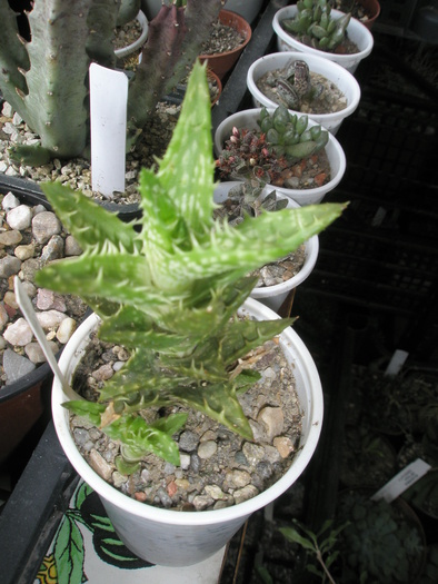 Aloe squarosa - apical; Colectia: Andre
