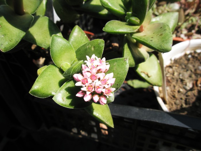 Crassula cv. Bride's Bouchet - 05.2010 - cultivari