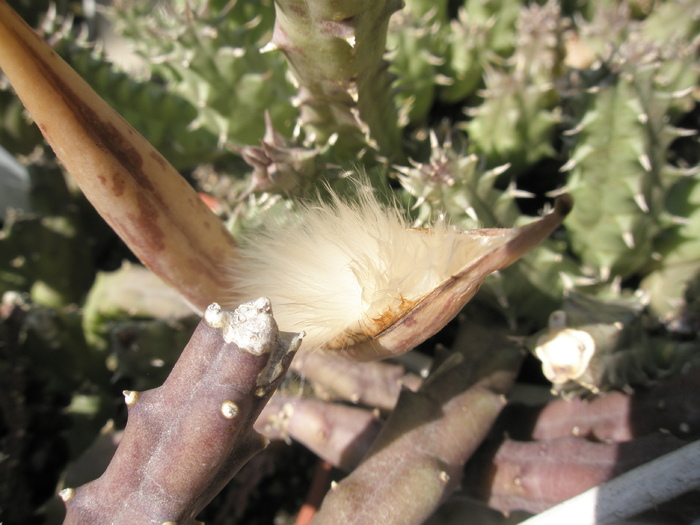 explozie la fructul de H. keniensis 05.2010; Colectia: Andre
