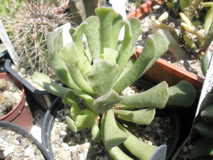 Adromischus poellinitzianus - 05.2010; Colectia: Andre
