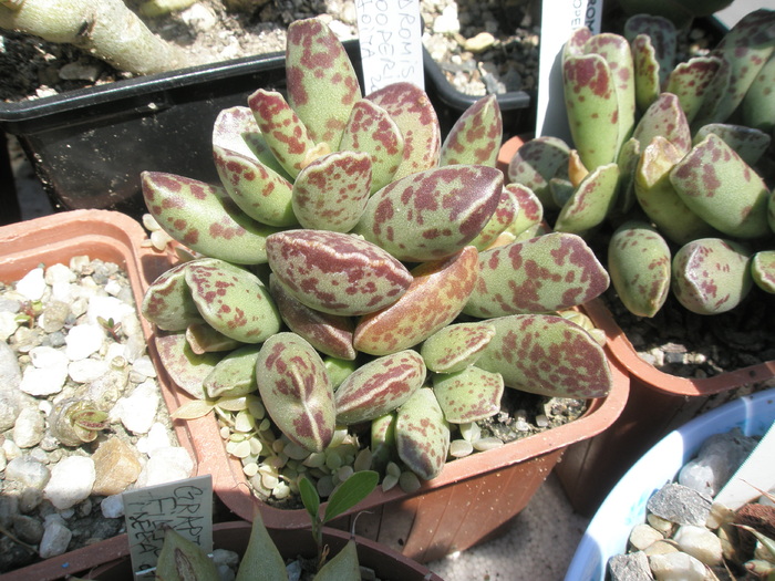 Adromischus cooperii - 05.2010; Colectia: Andre
