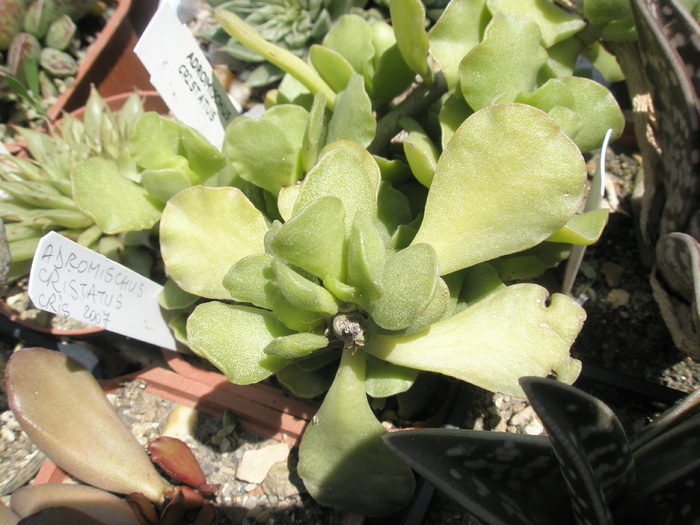 Adromischus cristatus - 05.2010 - cristatus