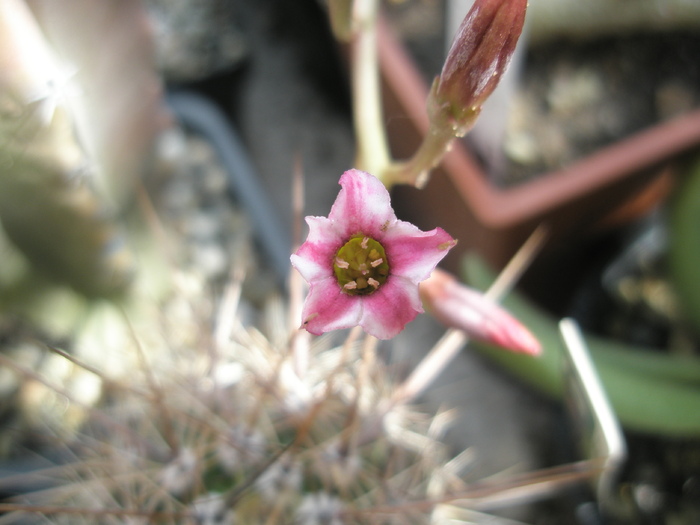 Adromischus humilis - floare; Colectia: Andre
