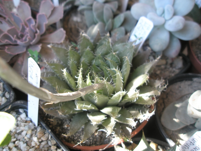 Haworthia aranchnoideum - 06.2010 - arachnoidea