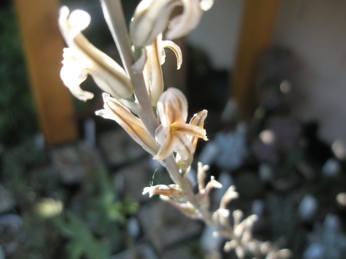 Haworthia aranchnoideum - floare - arachnoidea