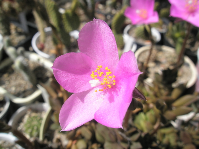 Anacampseros - floare - rufescens