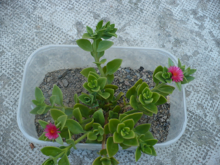 Aptenia cordifolia 2010; Colectie Magda
