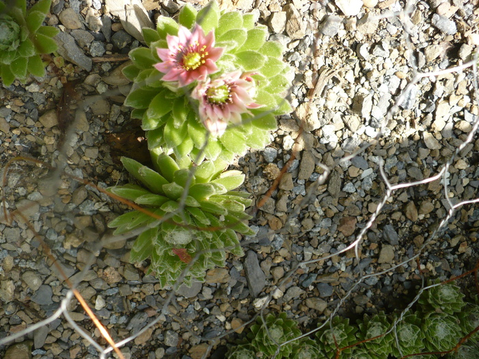 Sempervivum arachnoideum inflorescenta - 2010 - S arachnoideum