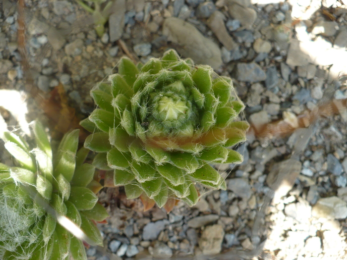 Sempervivum arachnoideum boboc floral - 2010 - S arachnoideum